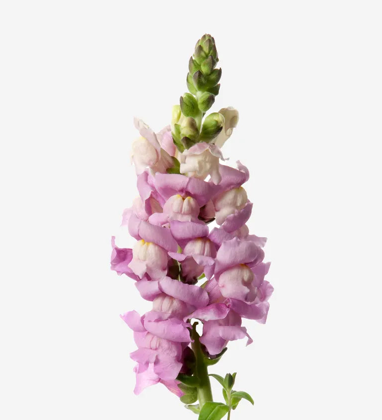Pink snapdragon vase