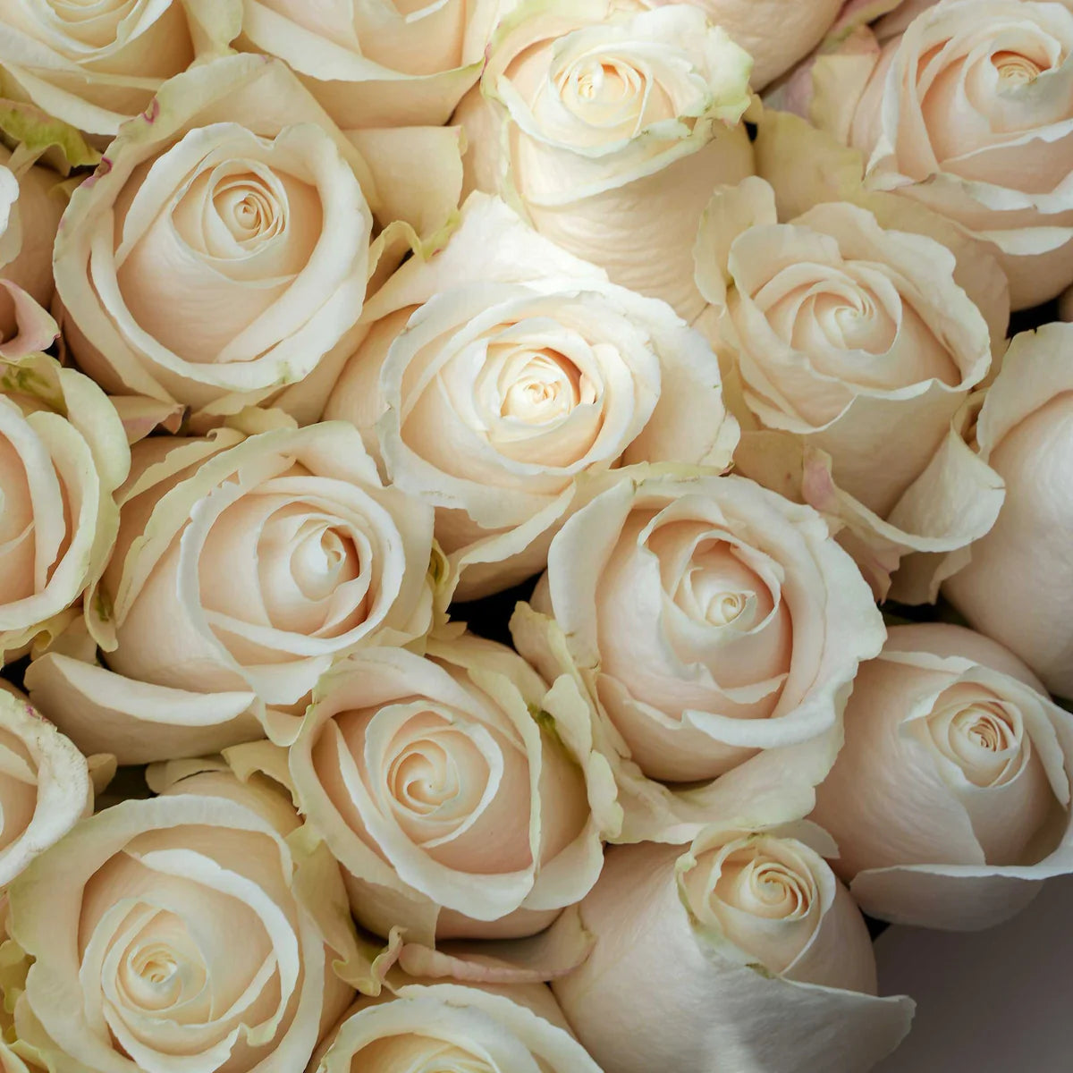 20-25 fresh white roses arranged in a heart-shaped box for Valentine’s Day delivery in Lahore