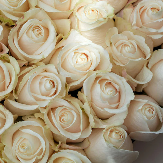 20-25 fresh white roses arranged in a heart-shaped box for Valentine’s Day delivery in Lahore