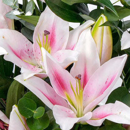 Pink Lily Bloom Vase