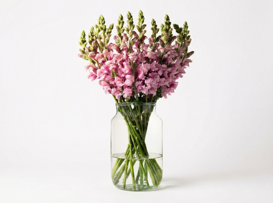 Pink snapdragon vase