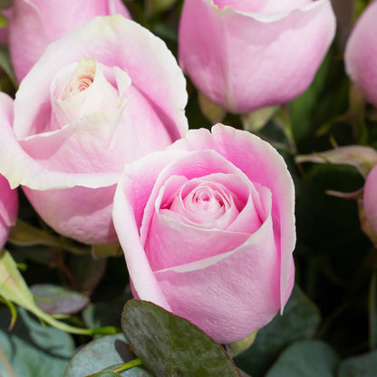 Elegant pink rose vase arrangement – premium flower delivery in Lahore