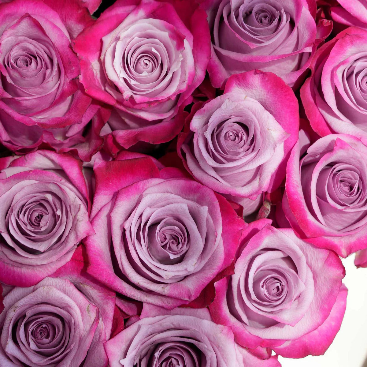 20-25 fresh purple roses arranged in a heart-shaped box for Valentine’s Day delivery in Lahore